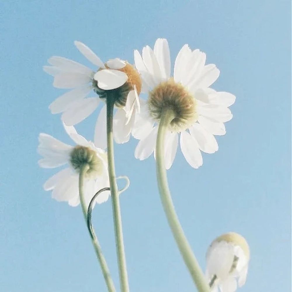 Zero Skin Oil-To-Milk Reiniger für sensitive Haut, sanft reinigend für trockene Haut