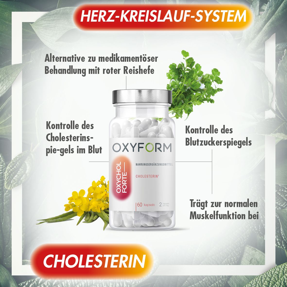 Glasflasche mit Kapseln, umgeben von Pflanzen. Etikett mit "OXYFORM", "OXYCHOL FORTE", "Cholesterin". Text über Cholesterin.
