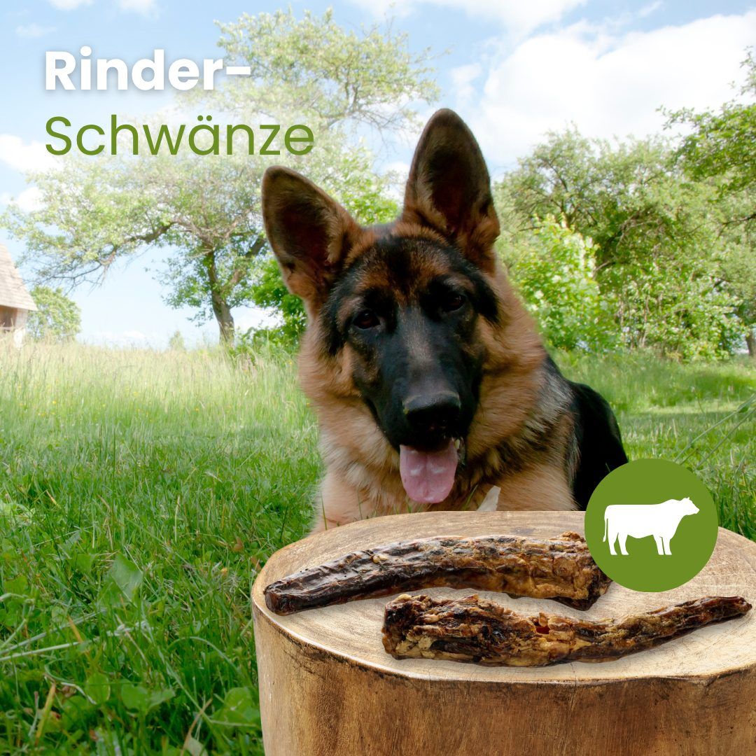 Deutscher Schäferhund kaut auf einem Rinder-Schwanz, zwei weitere liegen auf einem Holzstamm.