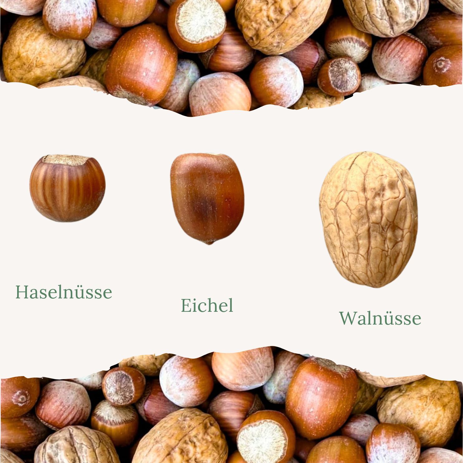 Haselnuss, Eichel und Walnuss. Text: Haselnüsse, Eichel, Walnüsse. Auf weißem Hintergrund.