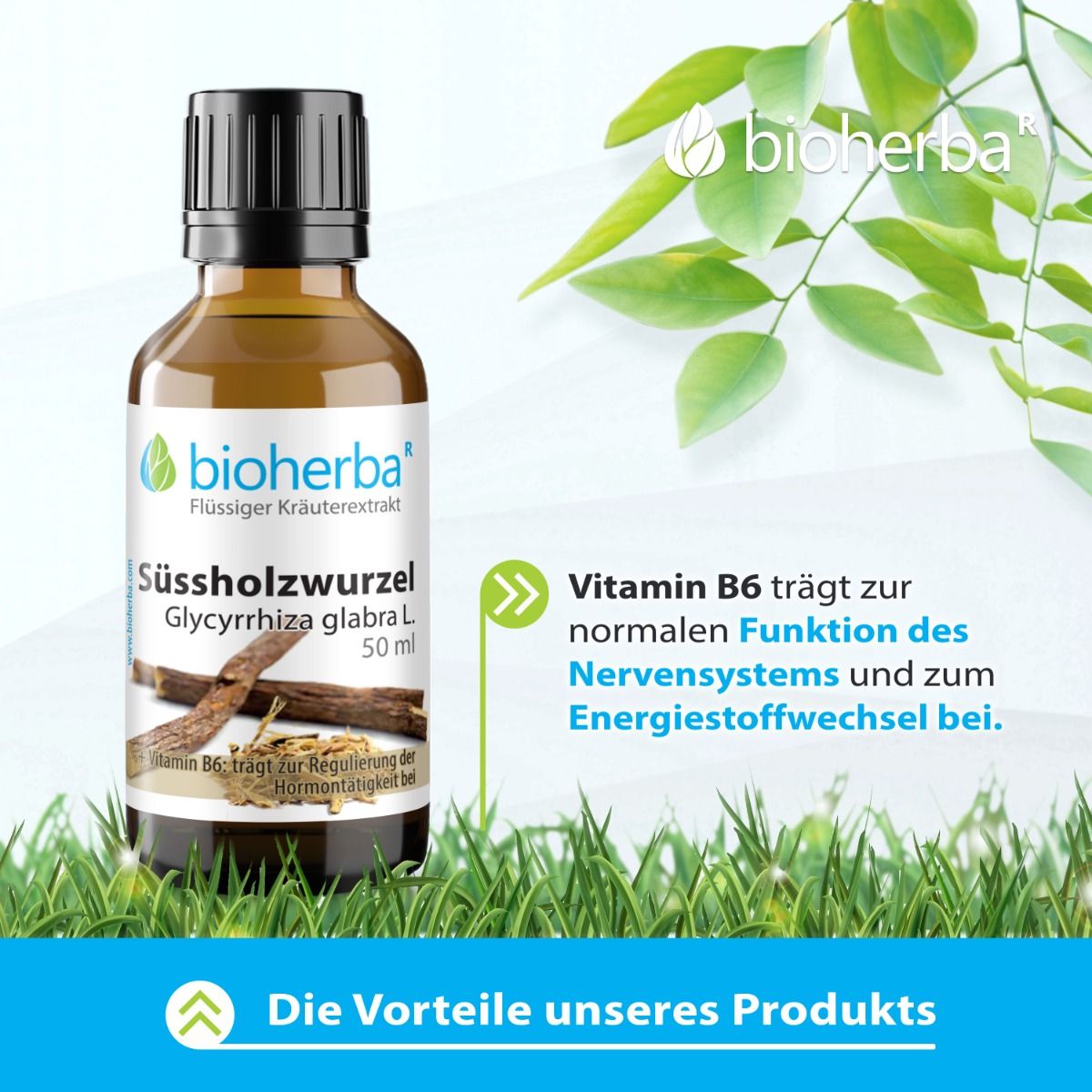 Braune Flasche mit schwarzem Deckel. Etikett: Bioherba Süssholzwurzel, Glycyrrhiza glabra L. 50 ml. Text: Vitamin B6. Hintergrund: Grün, Blätter.