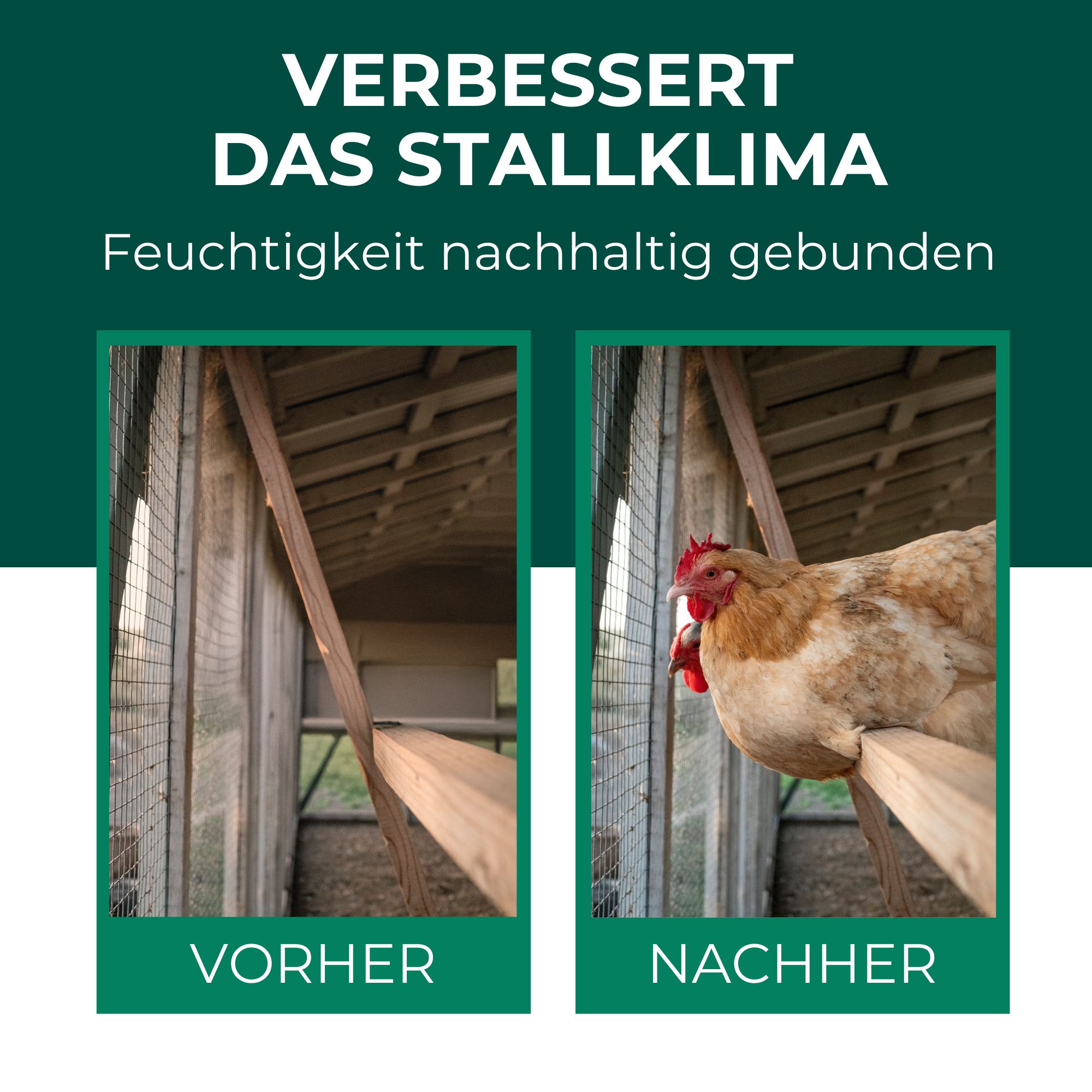 Vorher-Nachher-Vergleich: Stall mit und ohne Kieselgur. Text: Verbessert das Stallklima. Feuchtigkeit nachhaltig gebunden.