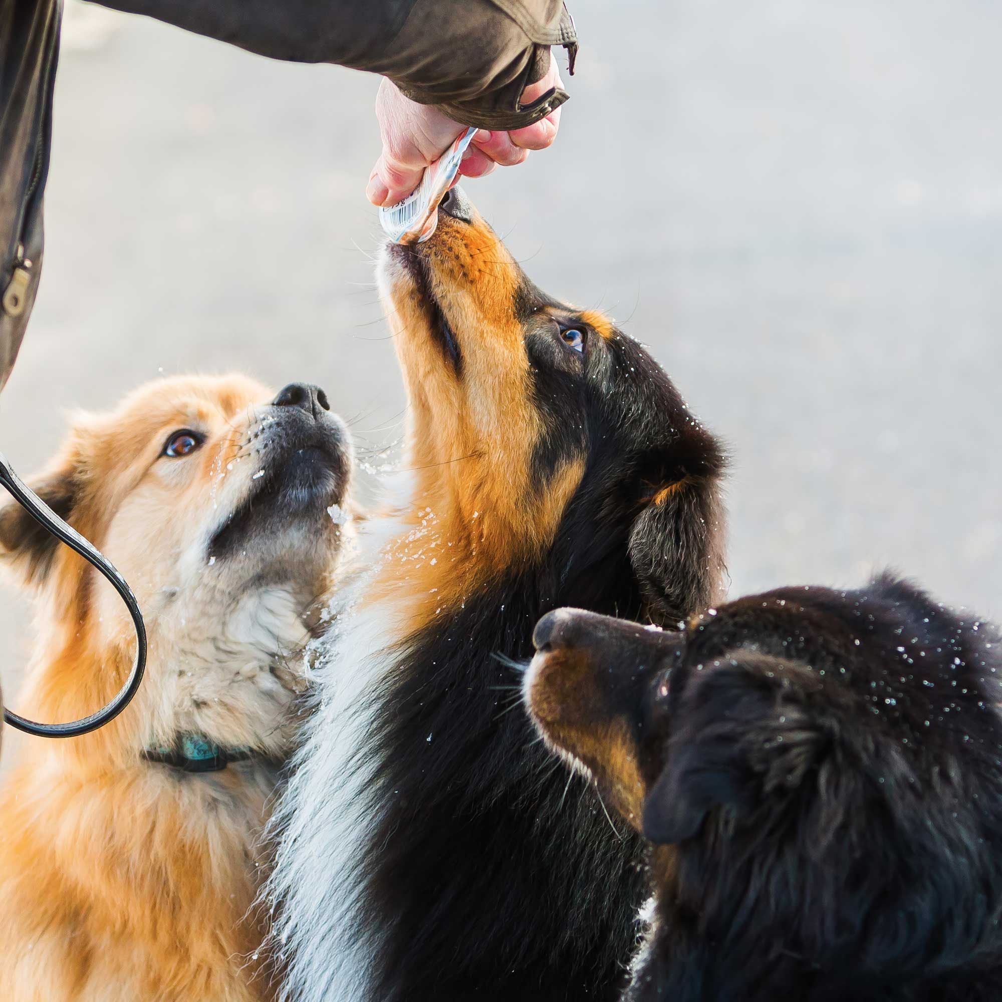 Tubidog Leberwurst - ganz spezielle, hundegerechte Leberwurst in der Tube