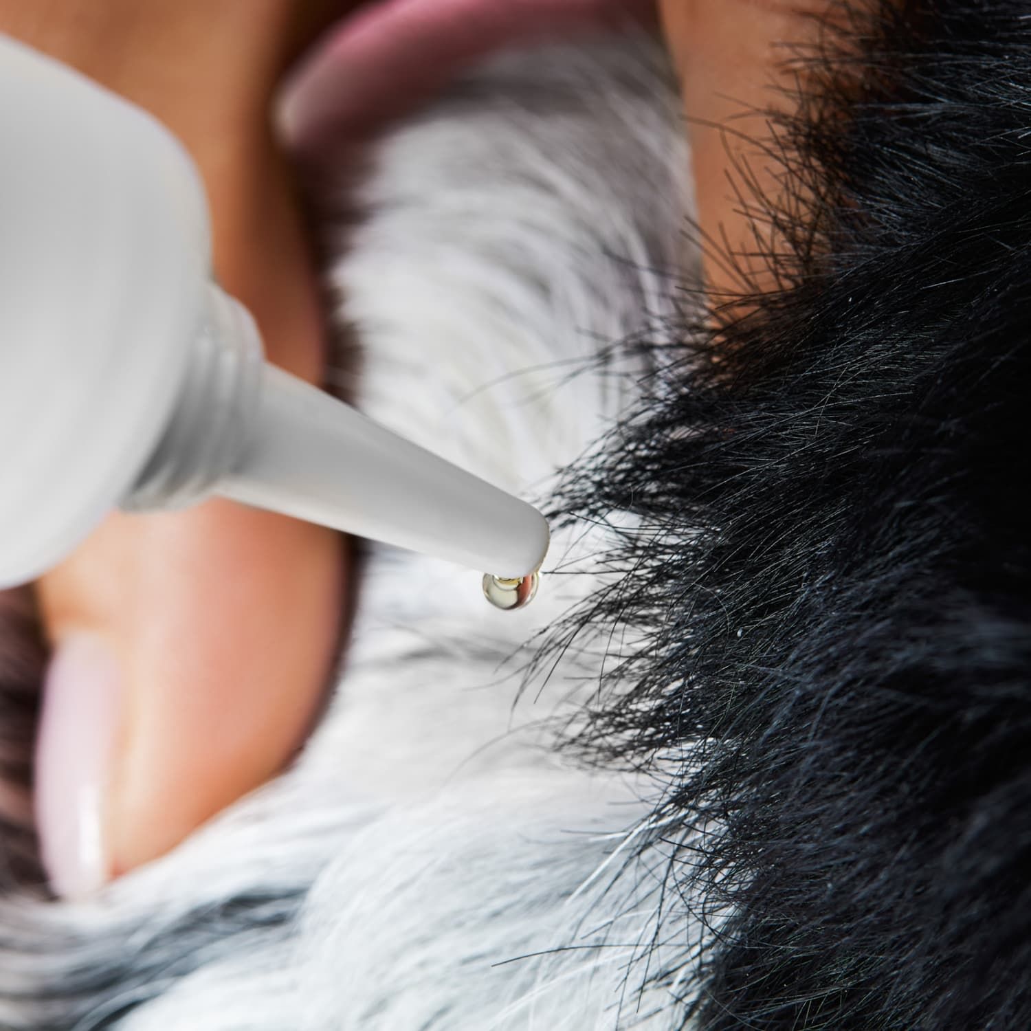 Weiße Flasche mit Tropfspitze. Flüssigkeit wird auf das Fell eines Hundes aufgetragen.