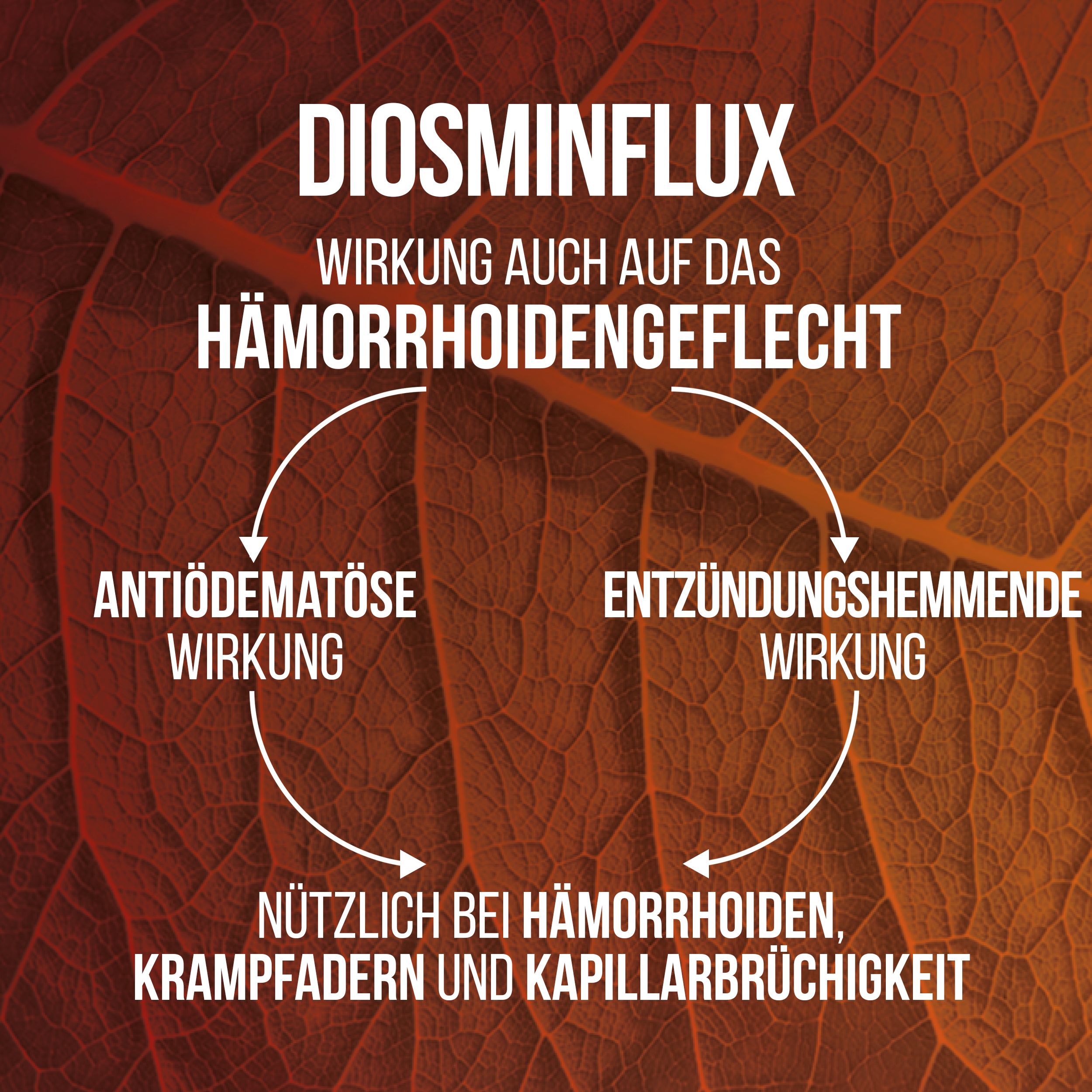 Grafik mit Text: Diosminflux, Wirkung auch auf das Hämorrhoidengeflecht. Zeigt antioedematöse und entzündungshemmende Wirkung.