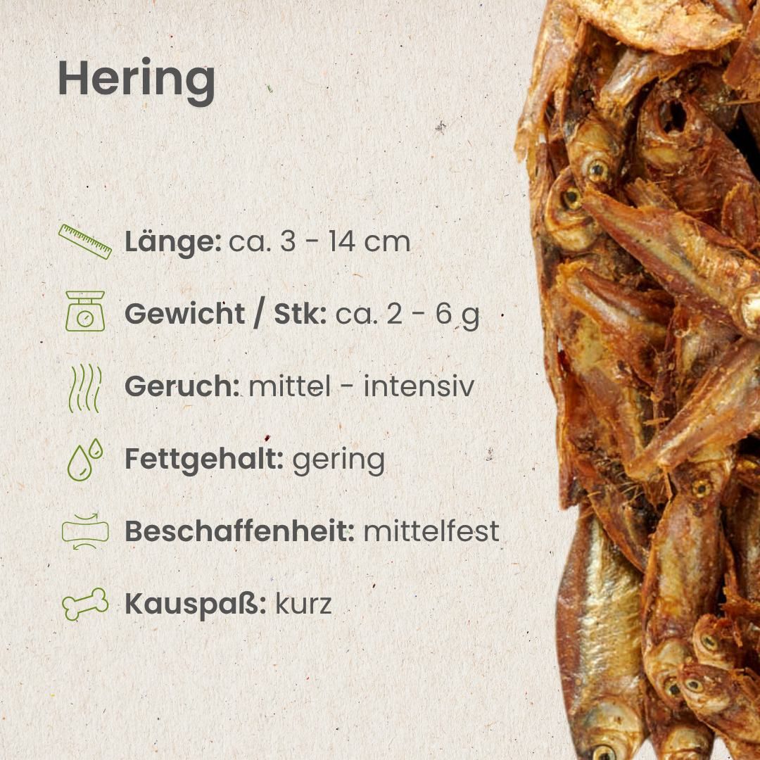 Getrocknete Heringe mit Informationen zu Länge, Gewicht und Fettgehalt.