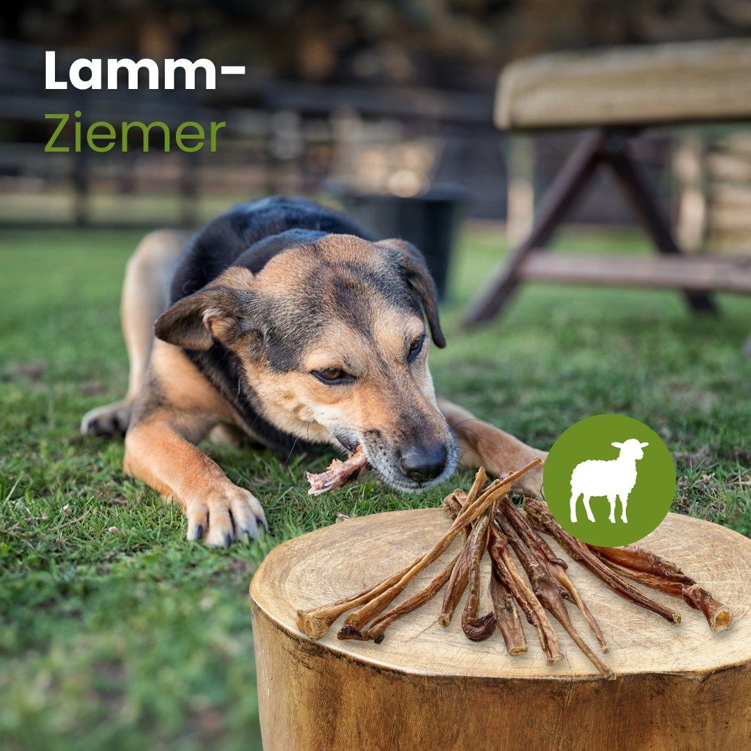 Hund kaut auf einem Lamm-Ziemer-Snack im Freien. Ein Kreis zeigt ein Schafsymbol.