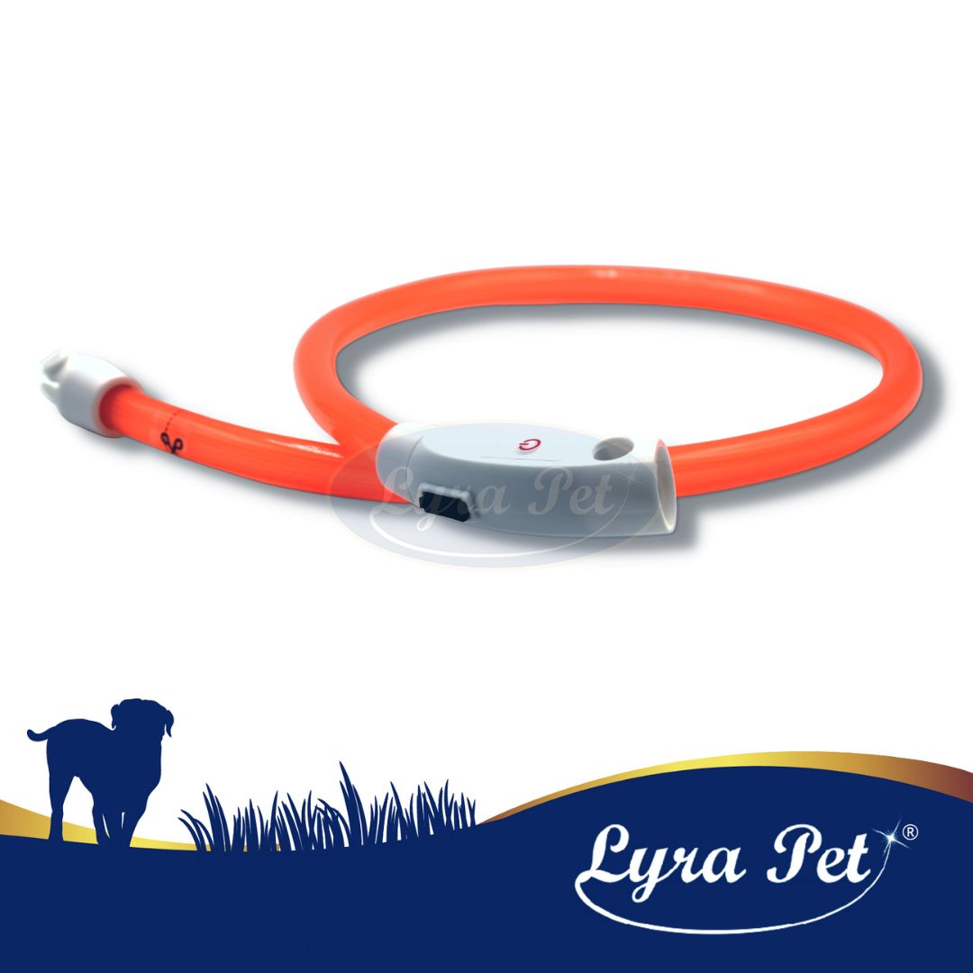 Oranges LED-Halsband mit grauem Verschluss. Lyra Pet Logo. Auf blauem Hintergrund.