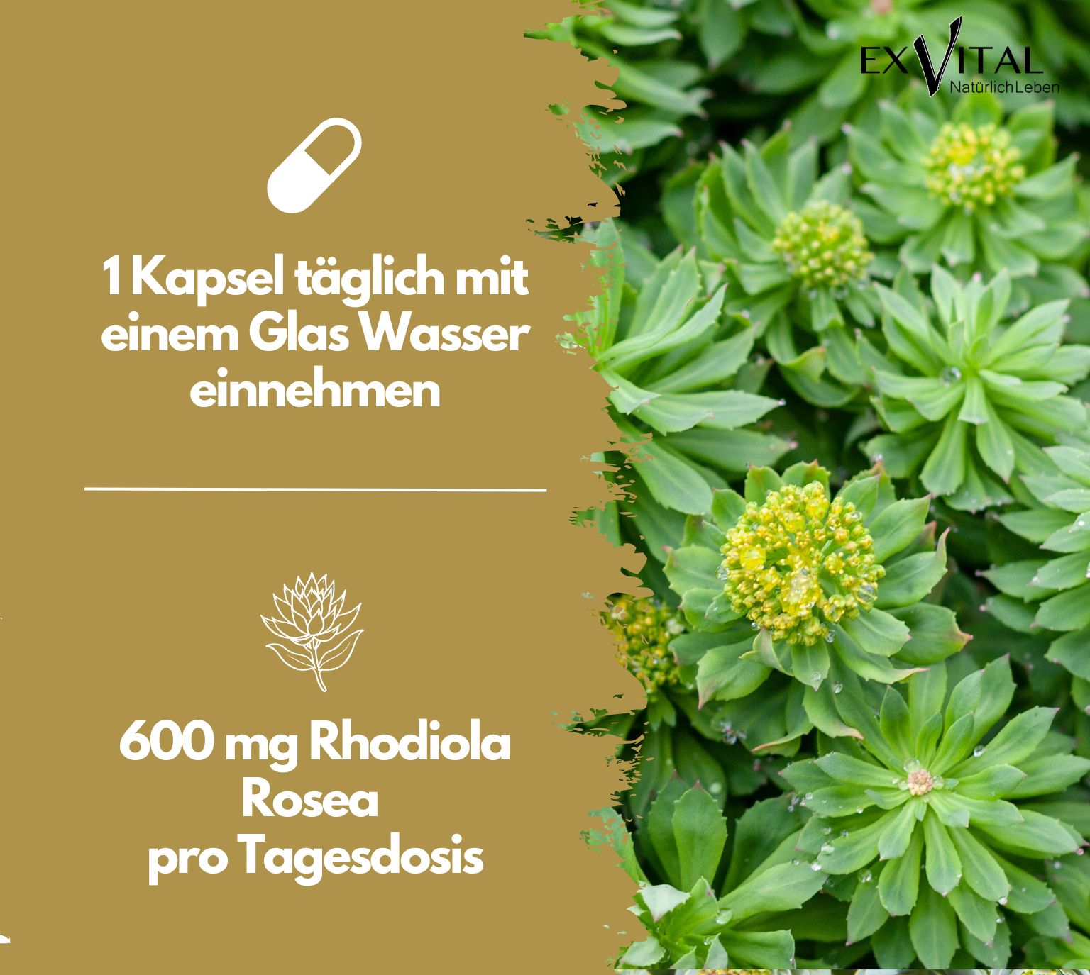 Grafik mit Text: 1 Kapsel täglich mit Wasser einnehmen. 600 mg Rhodiola Rosea pro Tagesdosis. Hintergrund: Pflanzen mit gelben Blüten.