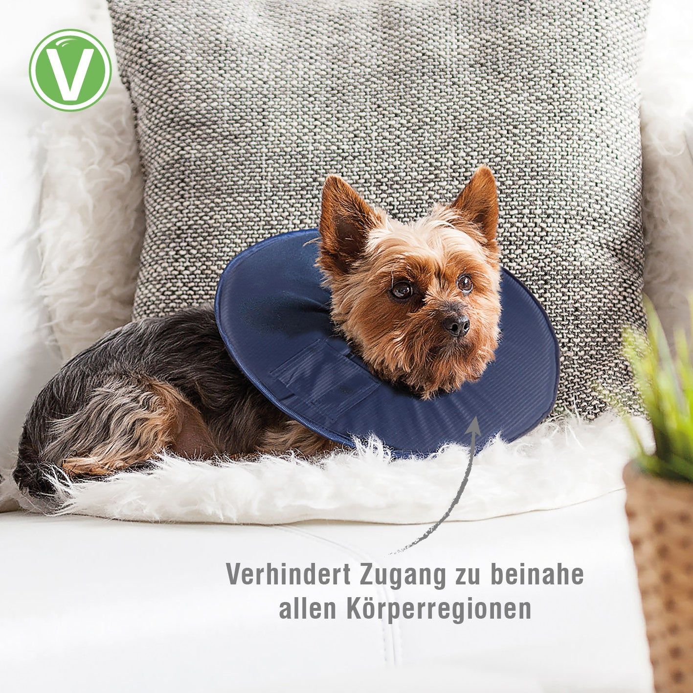 Hund mit blauem Leckschutzkragen auf Couch. Text: Verhindert Zugang zu beinahe allen Körperregionen. Kissen im Hintergrund.