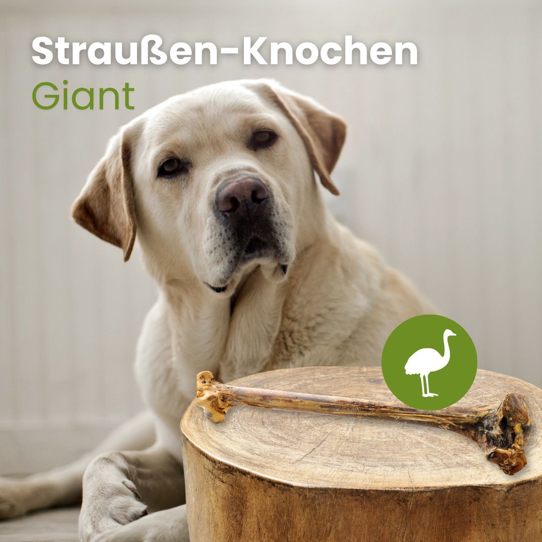 Ein Labrador sitzt neben einem großen Straußenknochen auf einem Baumstumpf.