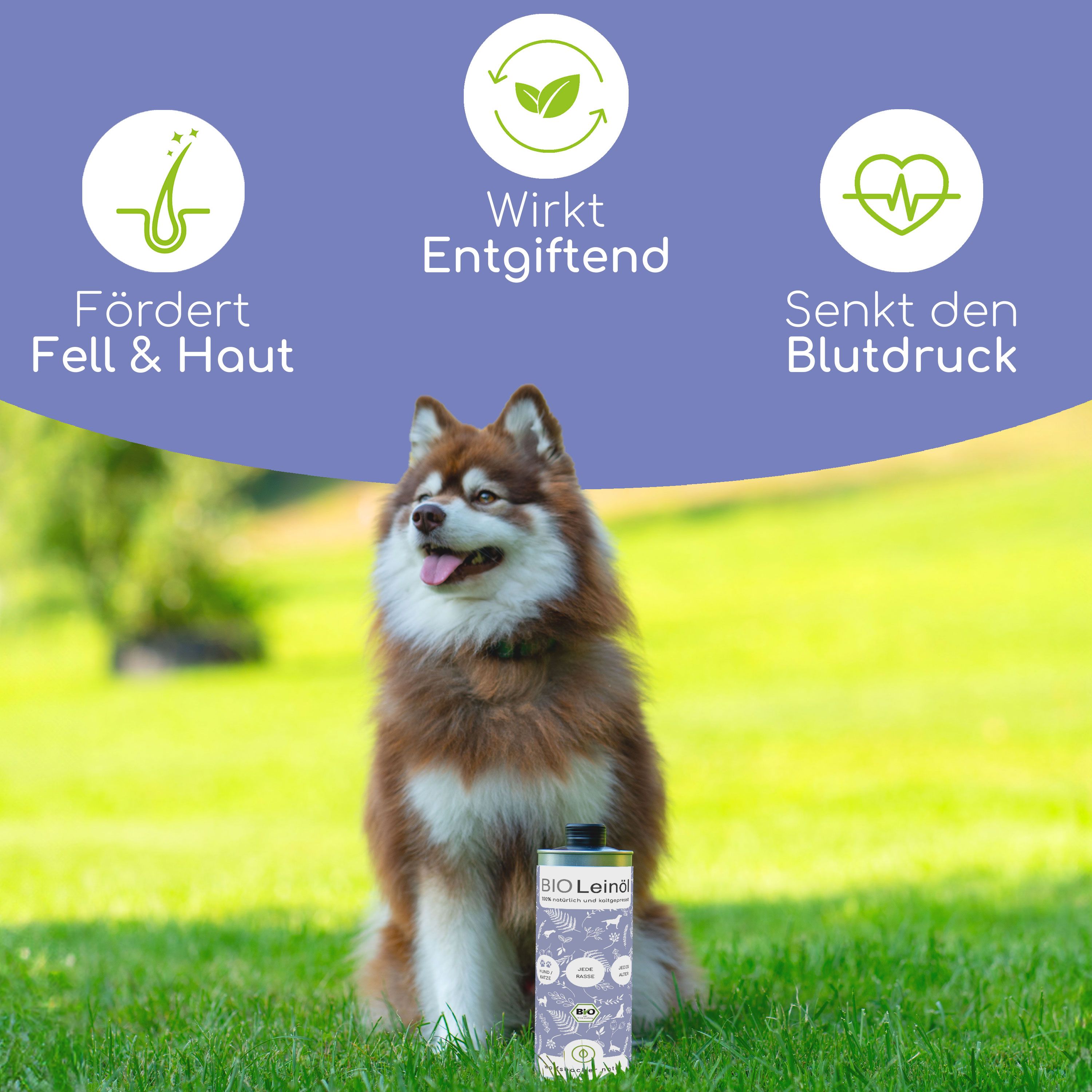 Hund sitzt im Gras neben einer Flasche Bio Leinöl. Text: Fördert Fell & Haut, Wirkt Entgiftend, Senkt den Blutdruck. Bio Leinöl-Flasche.