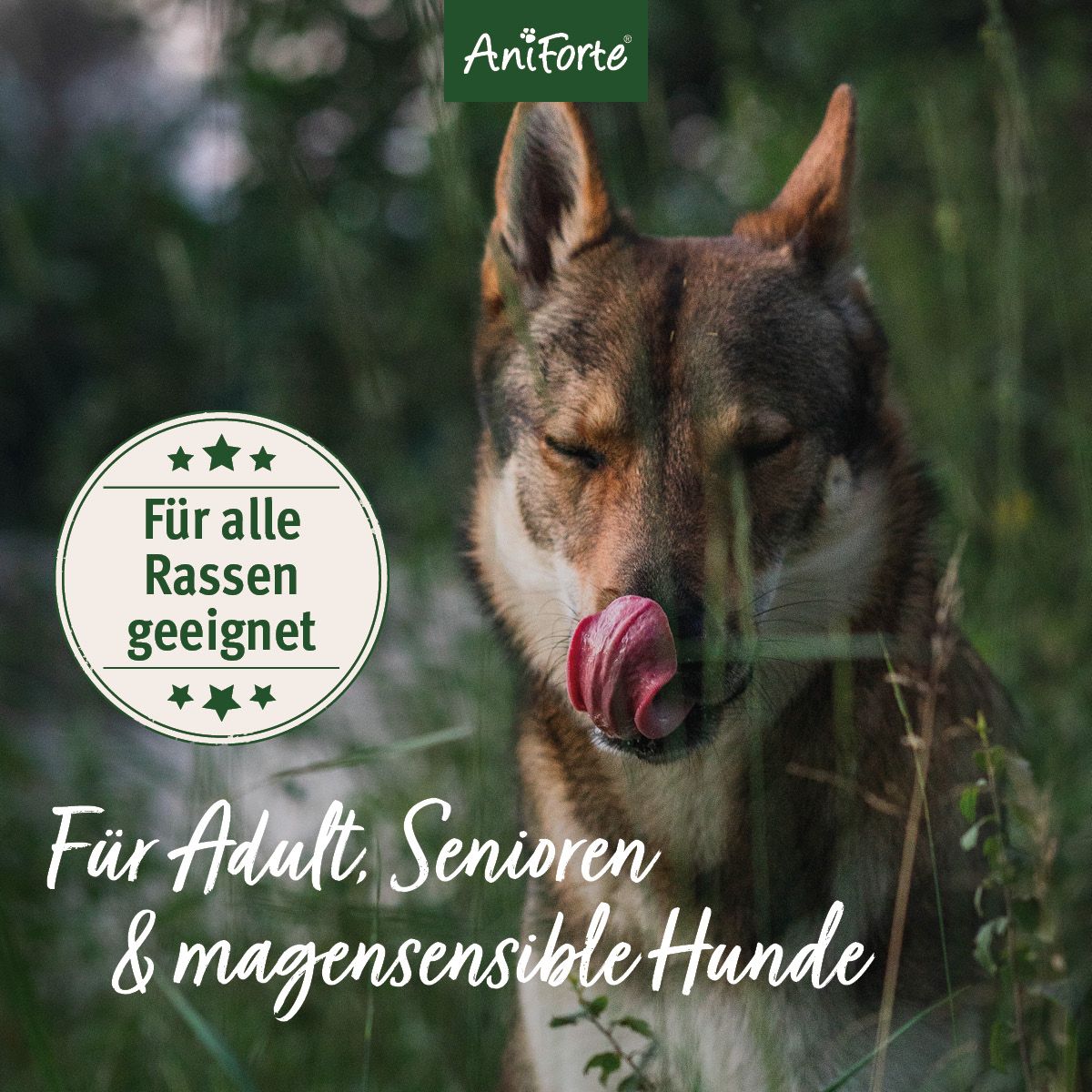 Hund mit geschlossenen Augen und heraushängender Zunge. Text: Für alle Rassen geeignet. Für Adult, Senioren & magensensible Hunde.
