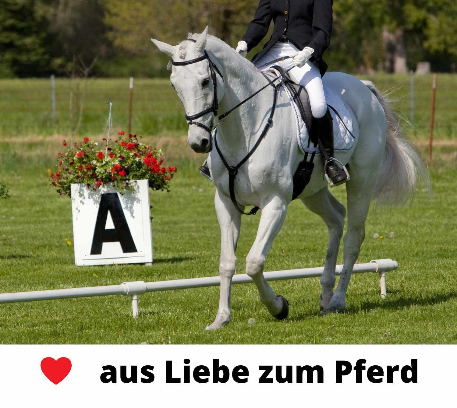 Trainings Kegel 30 cm Pylone für Pferde Bodenarbeit/ Longieren/Reiten