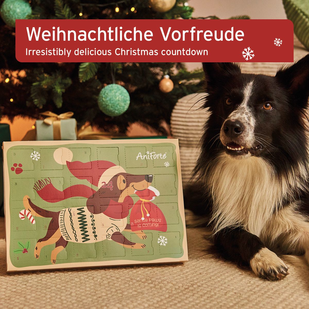 Adventskalender für Hunde mit Hund-Illustration. Marke AniForte. Hund neben Weihnachtsbaum und Hund. Text: Weihnachtliche Vorfreude.