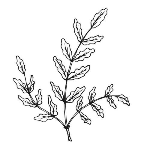 Alteya Organics Weihrauchöl 100%