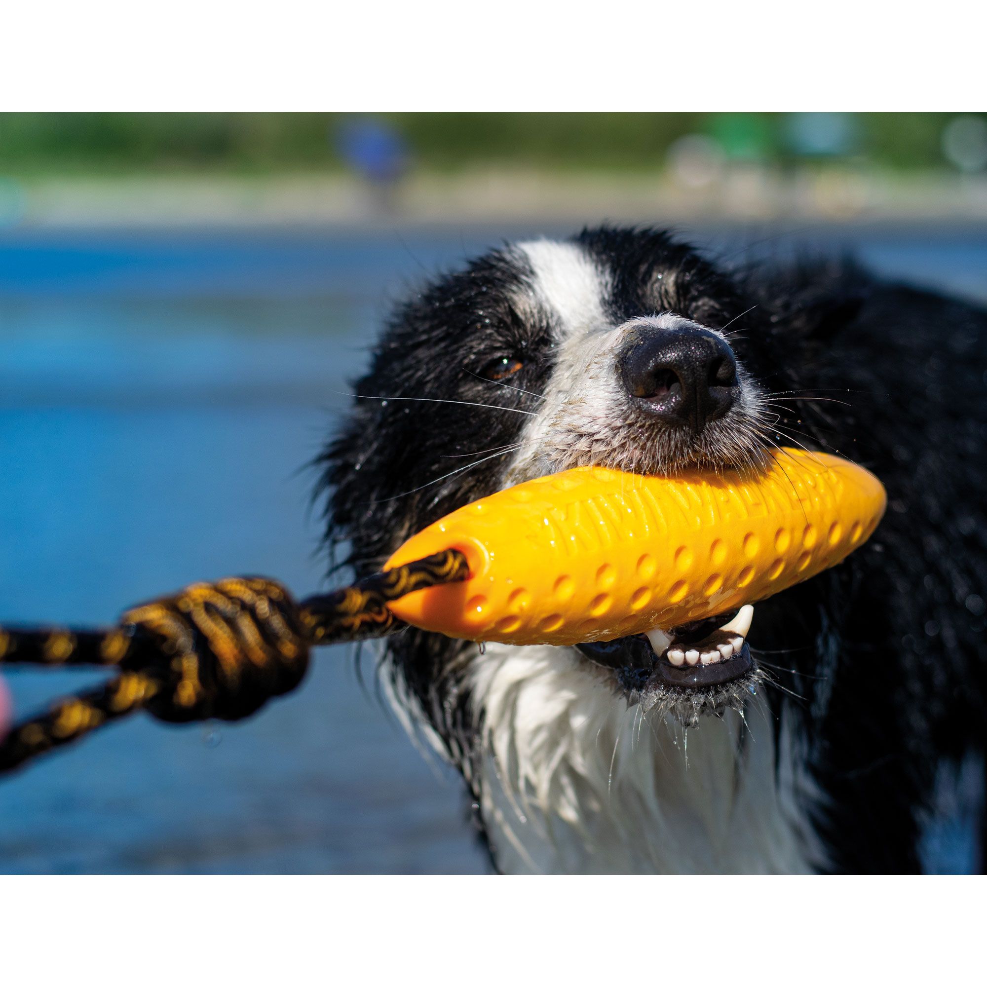 Kiwi Walker Zeppelin - besonders widerstandsfähig - zahnfreundlich und schwimmfähig