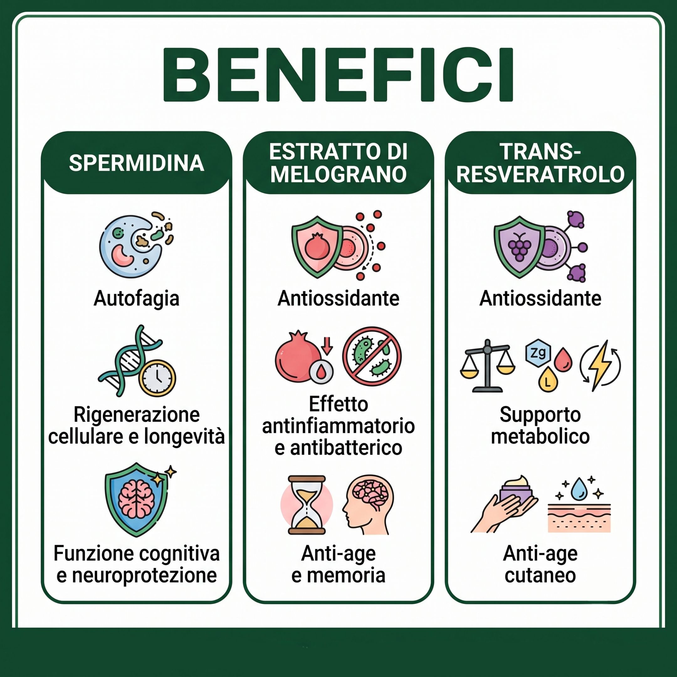 Grafik mit Vorteilen von Spermidin, Granatapfel und Transresveratrol: Autophagie, zelluläre Regeneration, kognitive Funktion, antioxidativ, Anti-Aging.