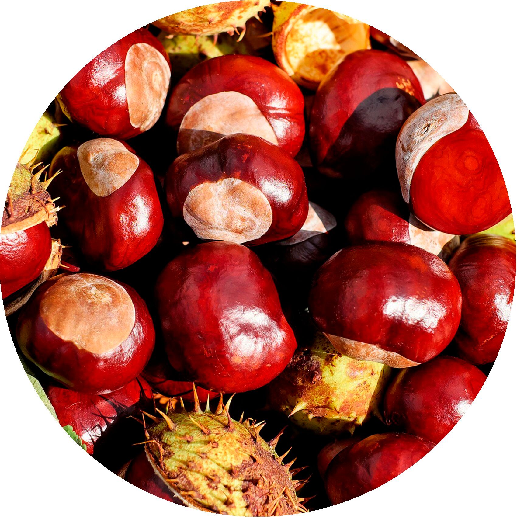 Nahaufnahme von Kastanien in einem Kreis. Rötlich-braune Früchte mit stacheligen Schalen.