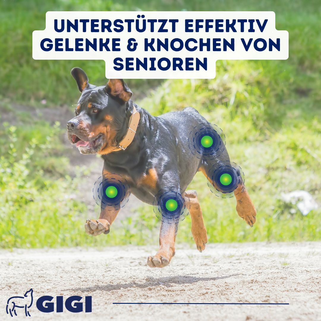 GIGI VET Senioren Gelenke & Knochen