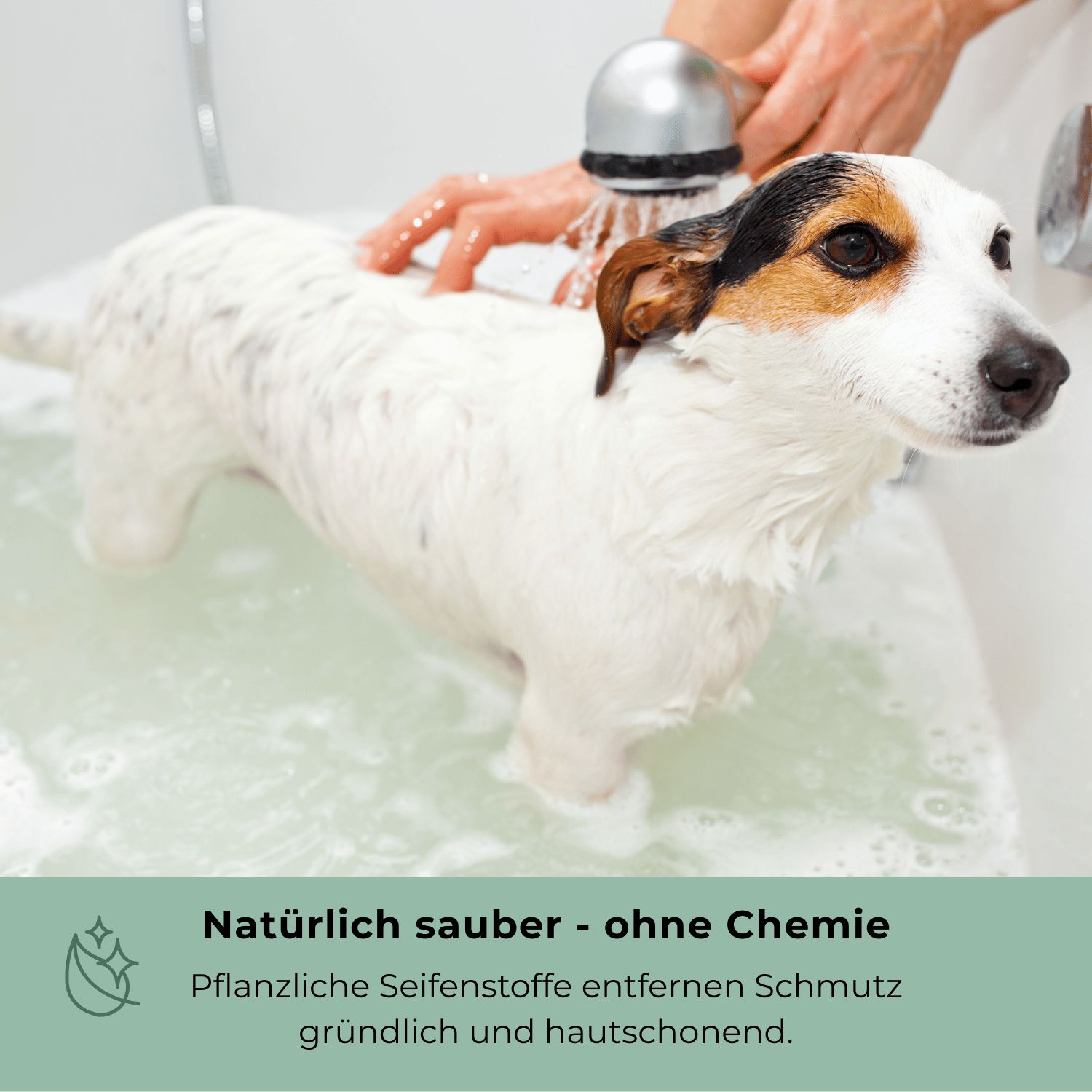 Kleiner Hund wird in einer Badewanne von einer Person gewaschen.