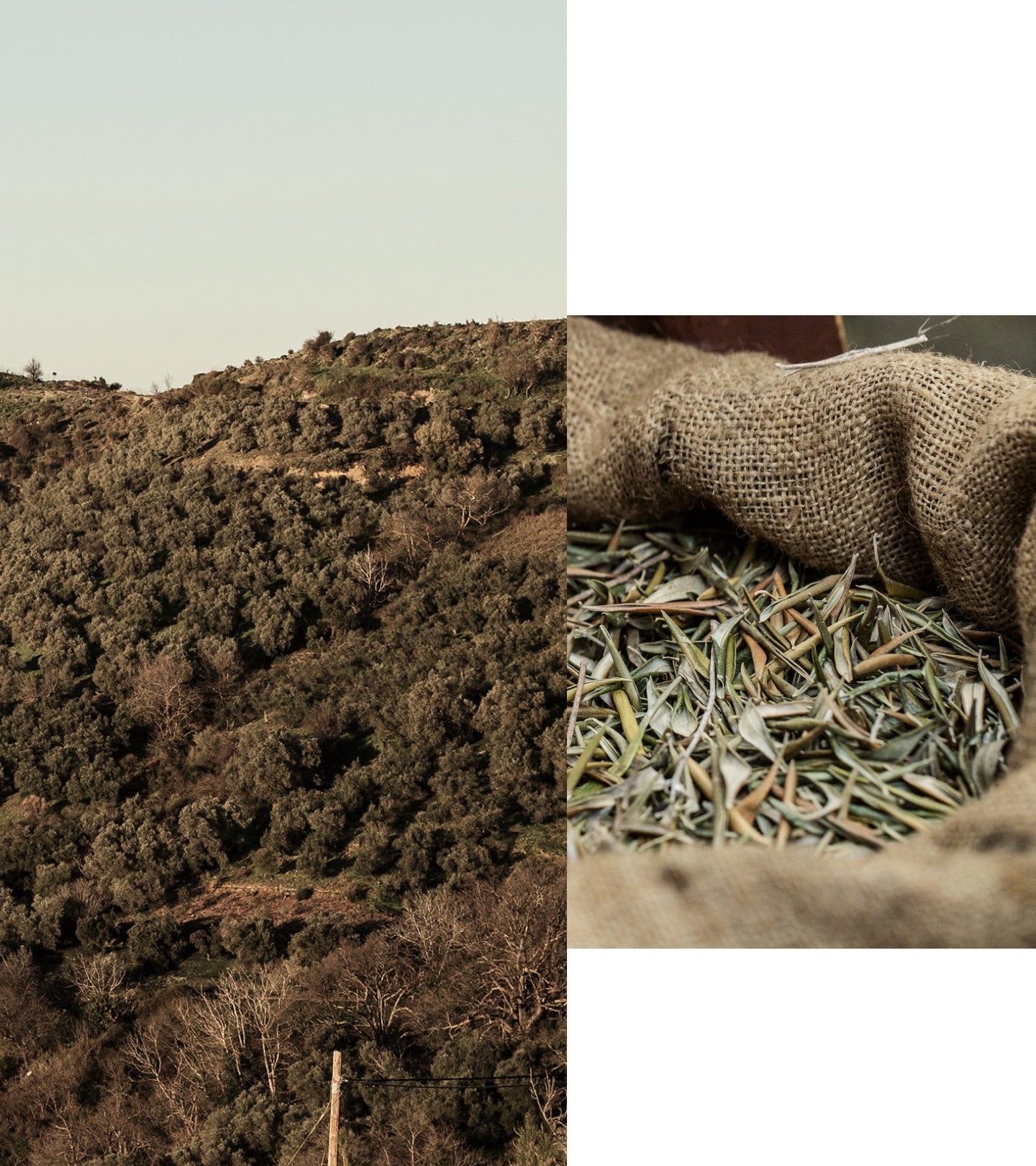 Landschaft mit Olivenbäumen und Olivenblättern in einem Sack. Natürliche Umgebung, Textur von Blättern und Stoff.