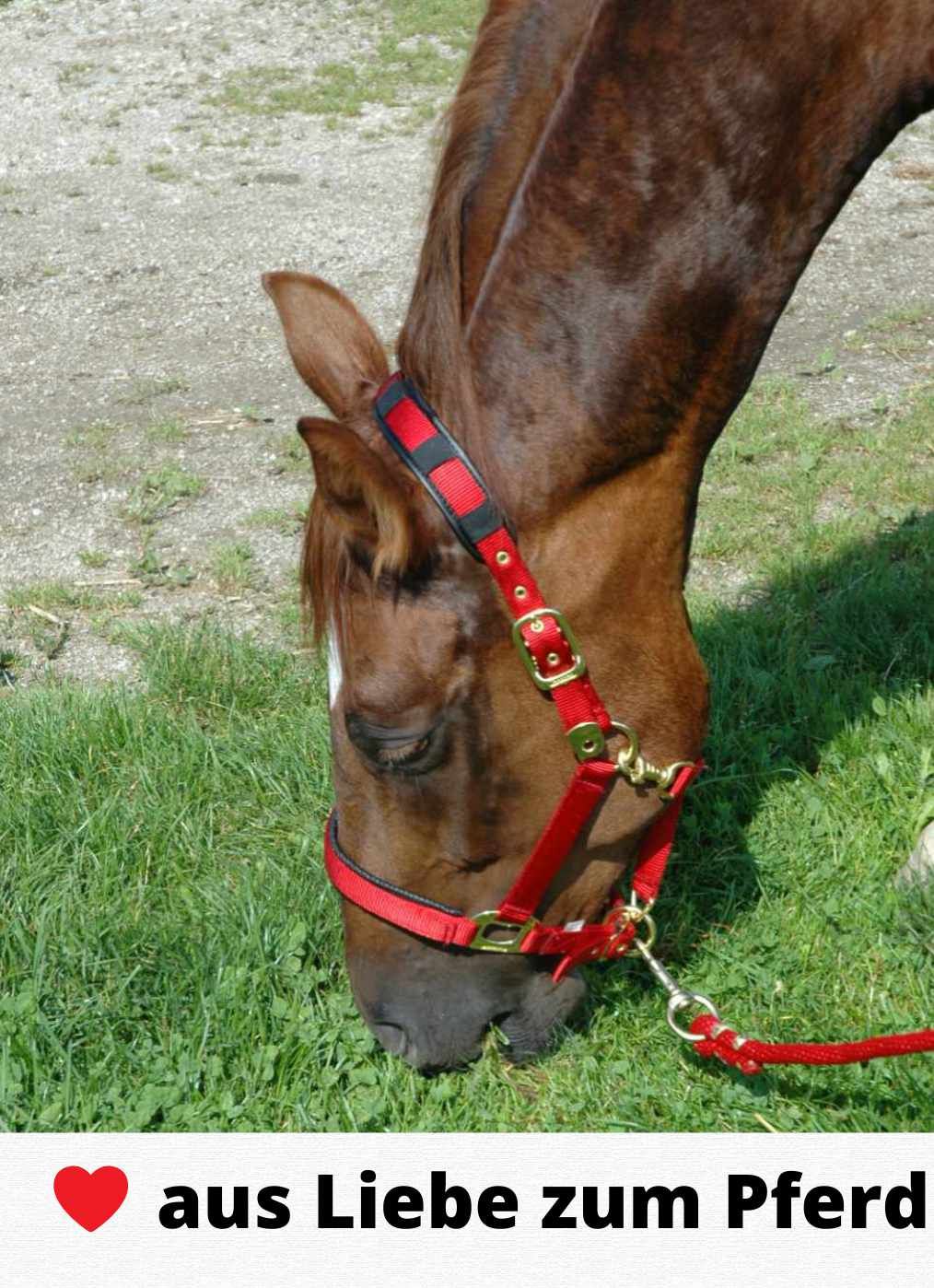 Starhorse Gelenk Classic