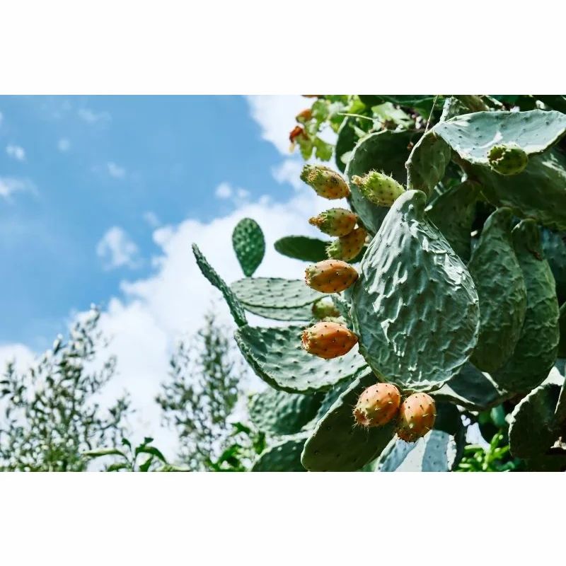 Opuntia von Vitamin Fuchs