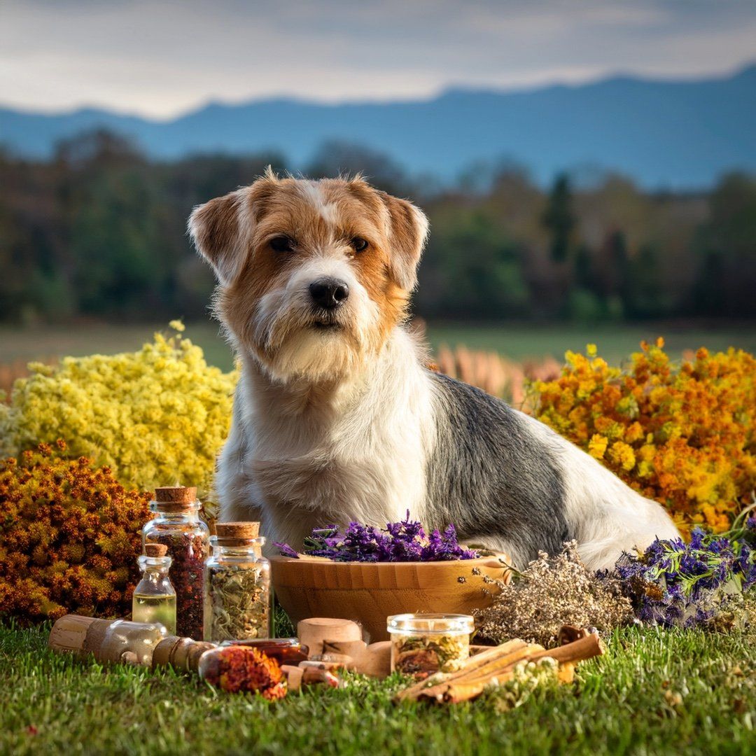 Hund im Gras, umgeben von Kräutern, Blüten und Fläschchen. Natürliche Umgebung mit Bergen im Hintergrund.