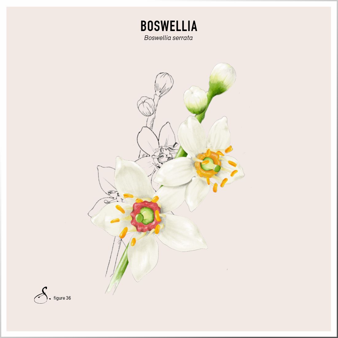 Sekoya Swiss - Digestol | Boswellia - Verstopfung
