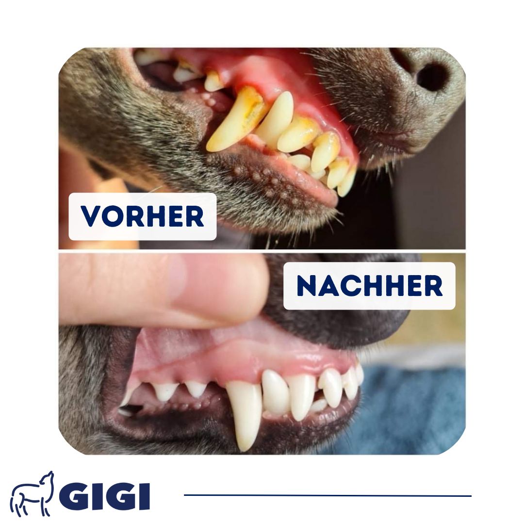 Vorher-Nachher-Vergleich: Hundezähne mit und ohne Zahnstein. GIGI Logo unten. Obere Reihe: Zähne mit Belag. Untere Reihe: Saubere Zähne.