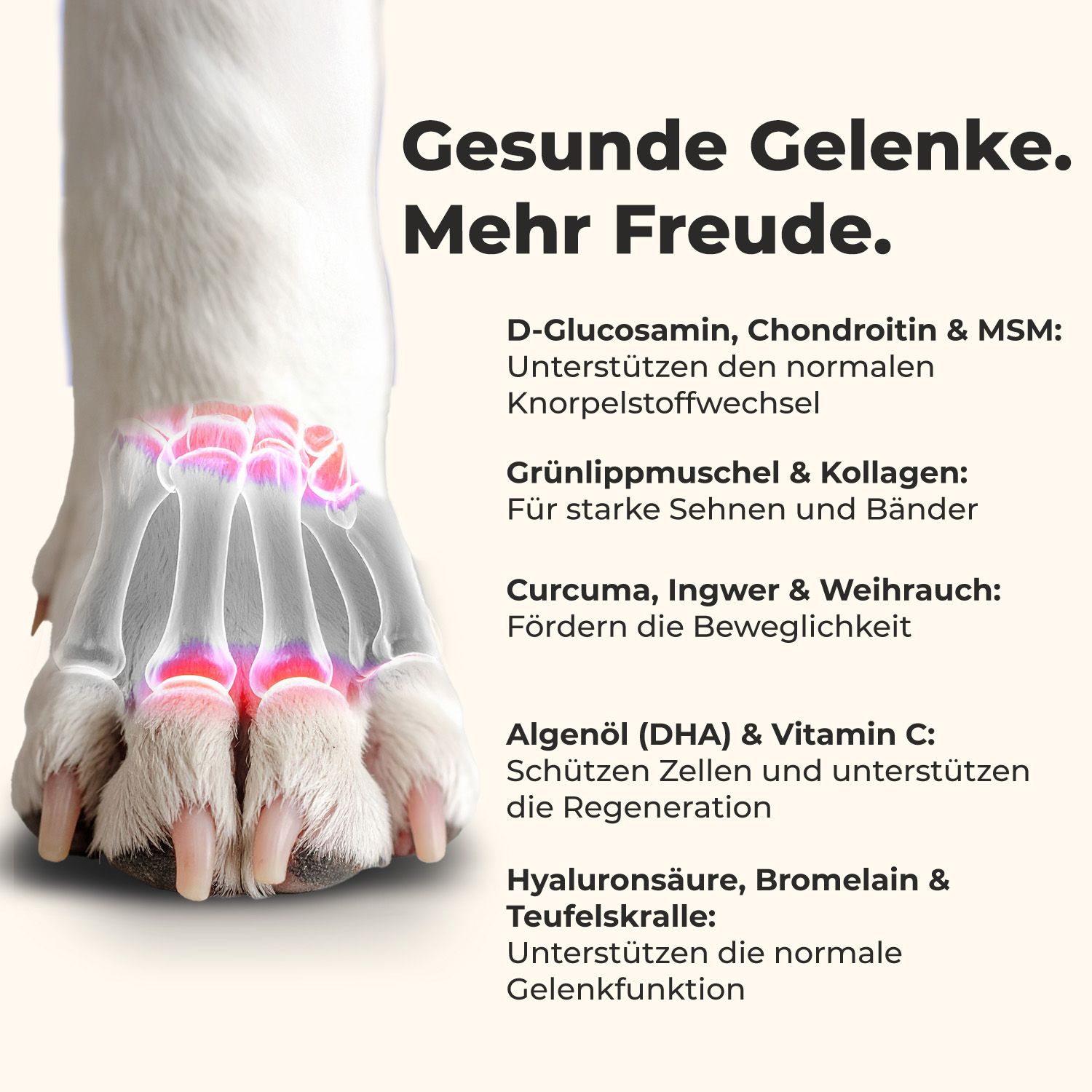 Illustration eines Hundefußes mit sichtbarem Skelett und Hervorhebung der Gelenke. Text listet Inhaltsstoffe für gesunde Gelenke auf.