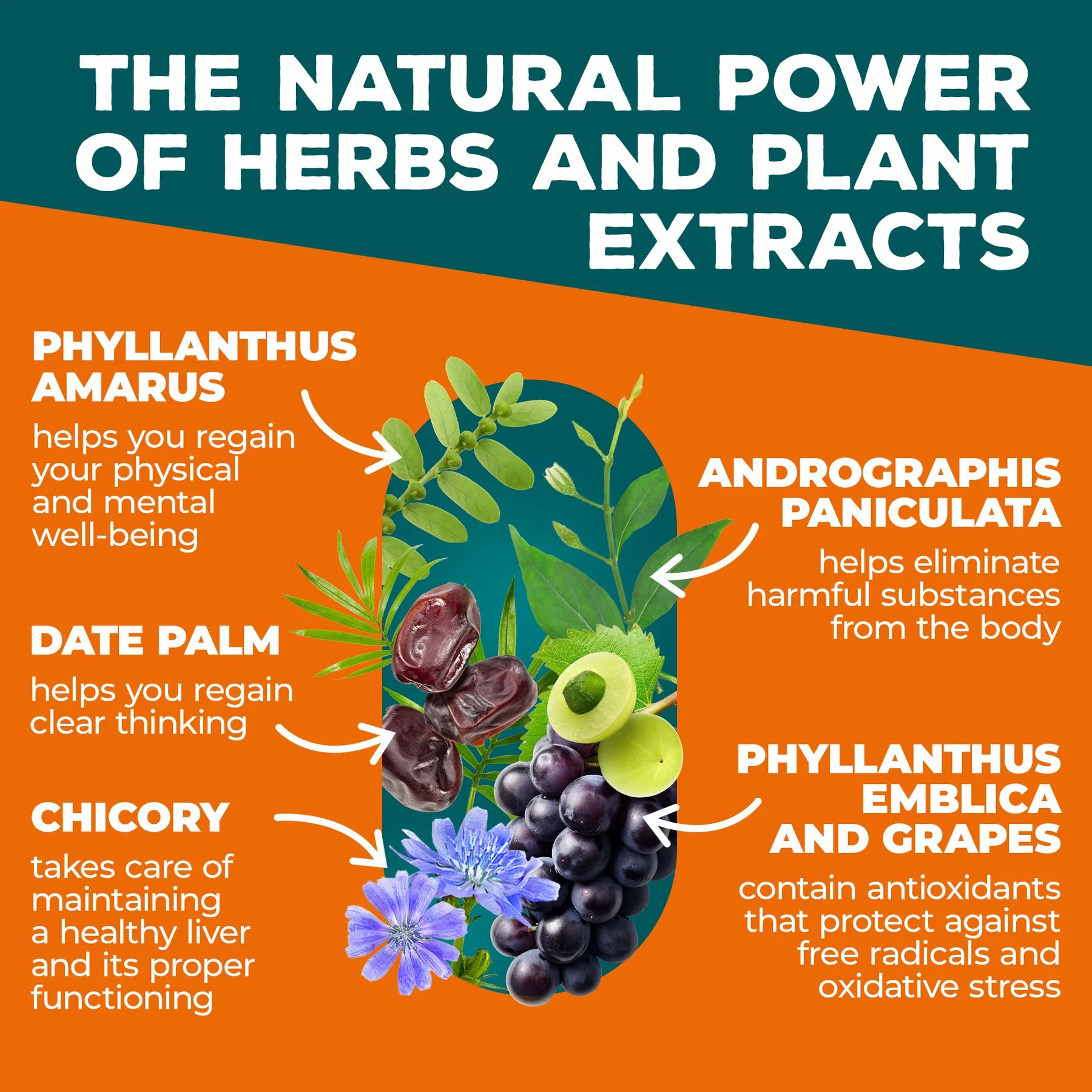Infografik mit Kräutern und Pflanzenextrakten. Enthält Abbildungen von Früchten und Pflanzen mit Beschreibungen.