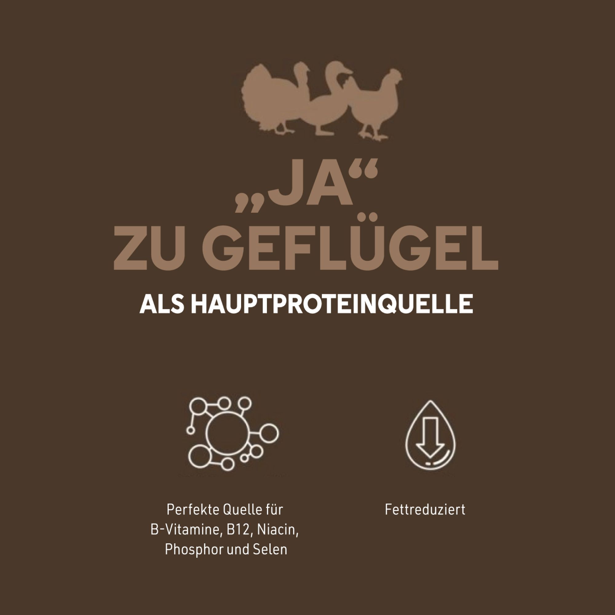 Brauner Hintergrund mit Text: Ja zu Geflügel als Hauptproteinquelle. Icons: Quelle für B-Vitamine, fettreduziert.