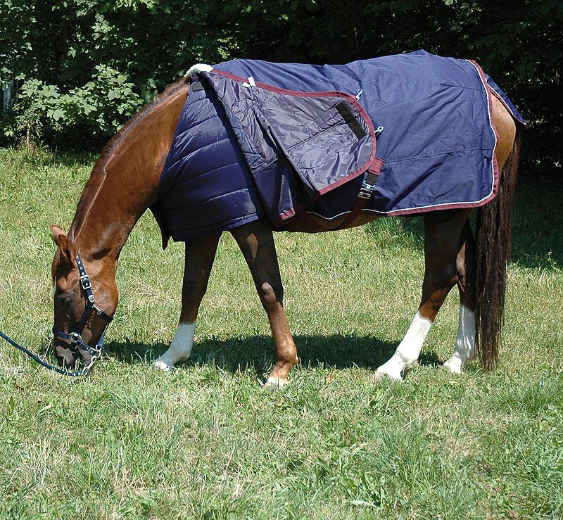 Braunes Pferd mit blauer Decke. Decke mit roter Umrandung und Gurten. Pferd grast auf einer Wiese.