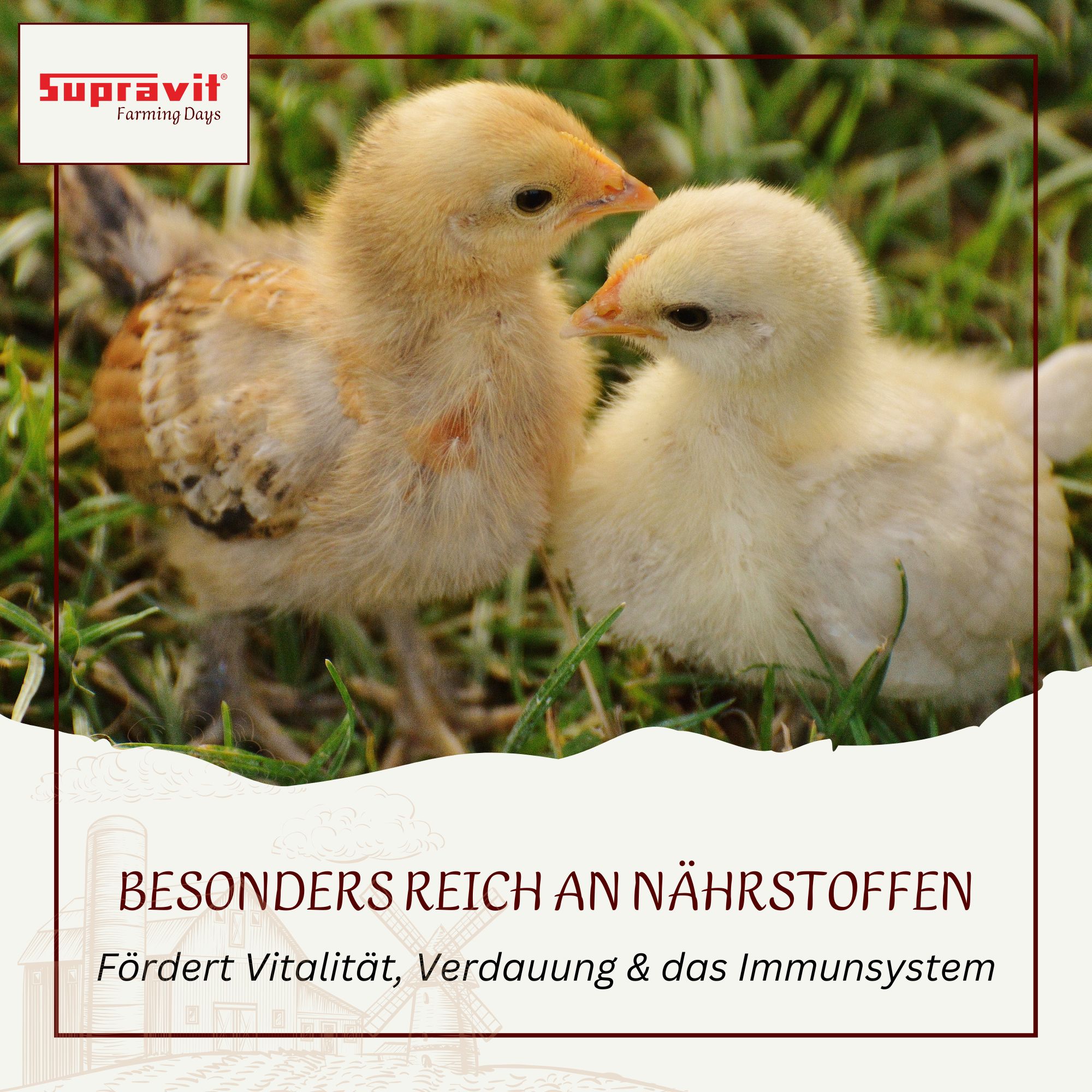 Zwei Küken auf Gras. Text: Besonders reich an Nährstoffen. Fördert Vitalität, Verdauung & das Immunsystem. Logo: Supravit.