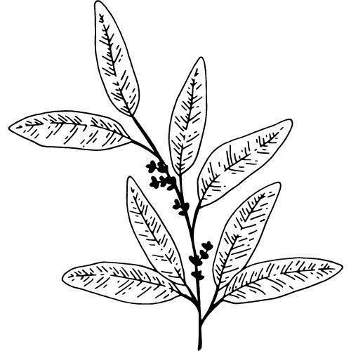 Alteya Organics Eukalyptusöl 100%