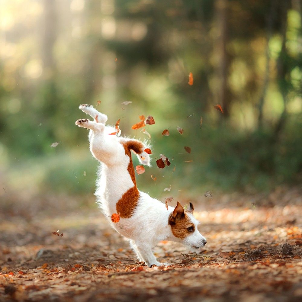 Weiß-brauner Hund springt in Herbstlaub. Der Hund ist in der Luft, Blätter fallen.