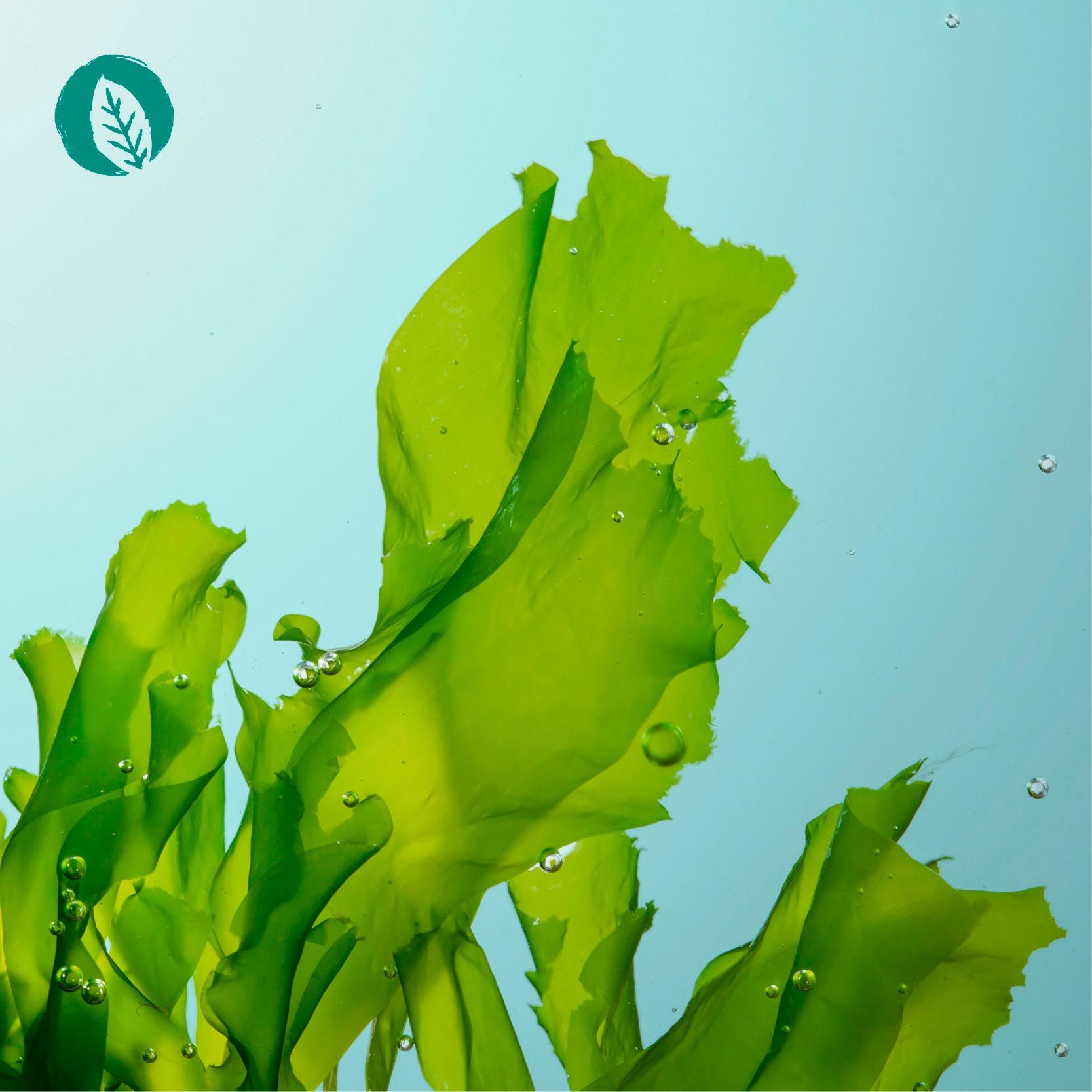 InnoNature Omega 3 Algenöl | natürlich aus der Mikroalge Schizochytrium | 100 ml, vegan