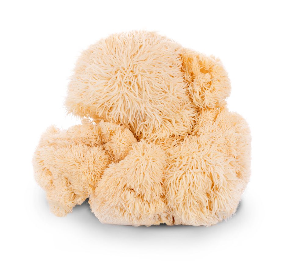 IoBoscoVivo 100% Bio-Lion's Mane Pilzpulver