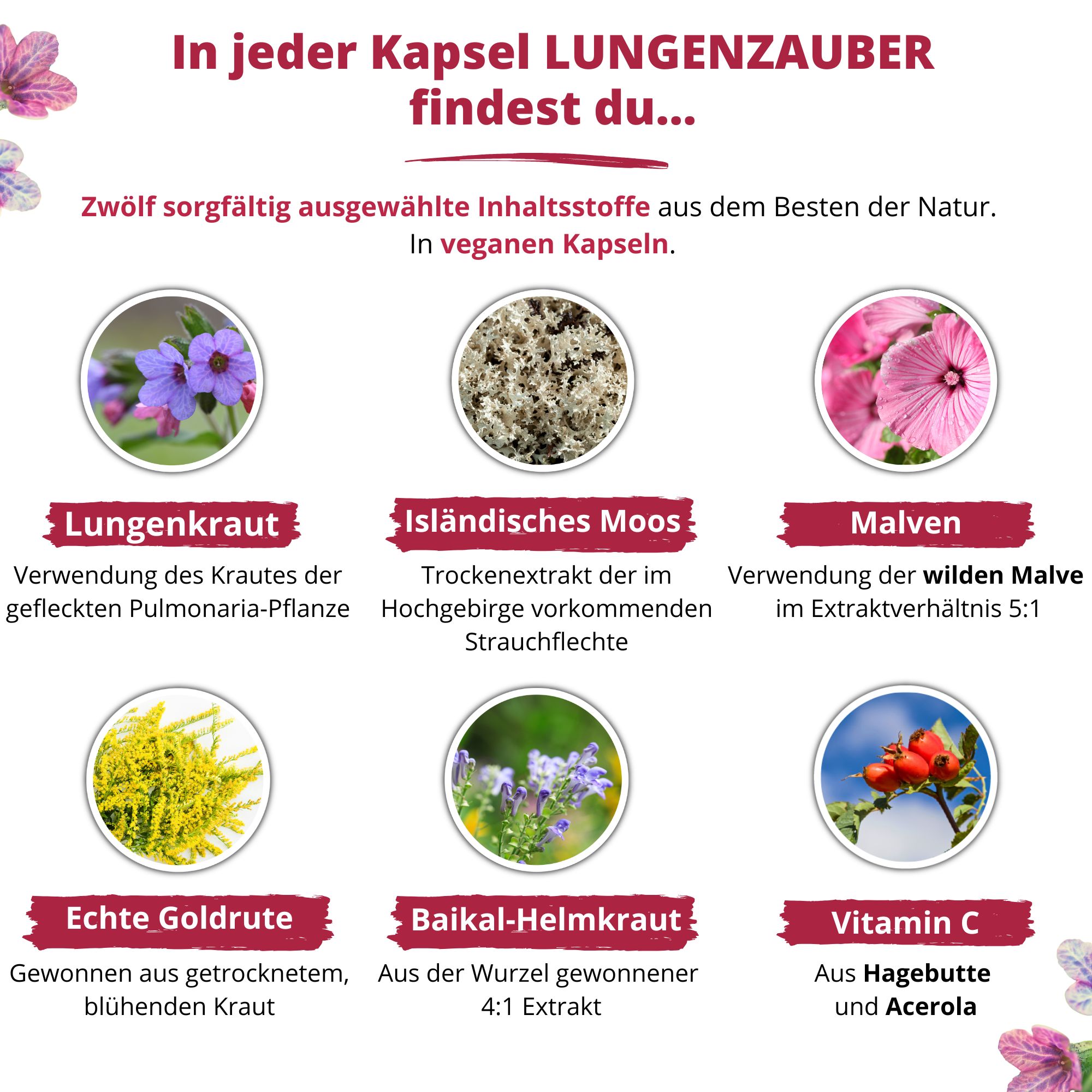 Infografik mit Inhaltsstoffen. Zeigt Bilder von Lungenkraut, isländischem Moos, Malven, Goldrute, Baikal-Helmkraut und Vitamin C.