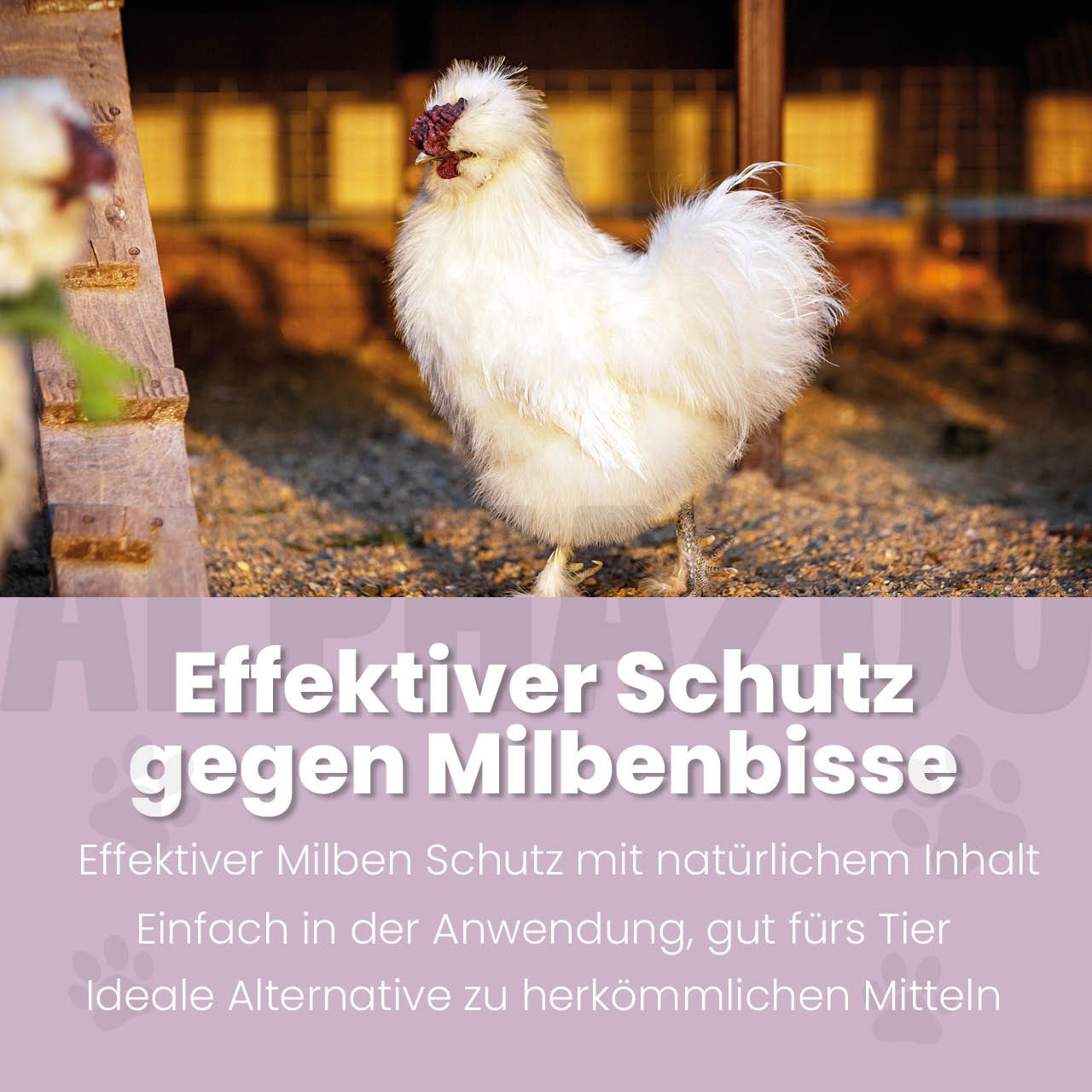 Weißes Huhn im Stall. Text: Effektiver Schutz gegen Milbenbisse. Natürlicher Inhalt, einfach in der Anwendung.