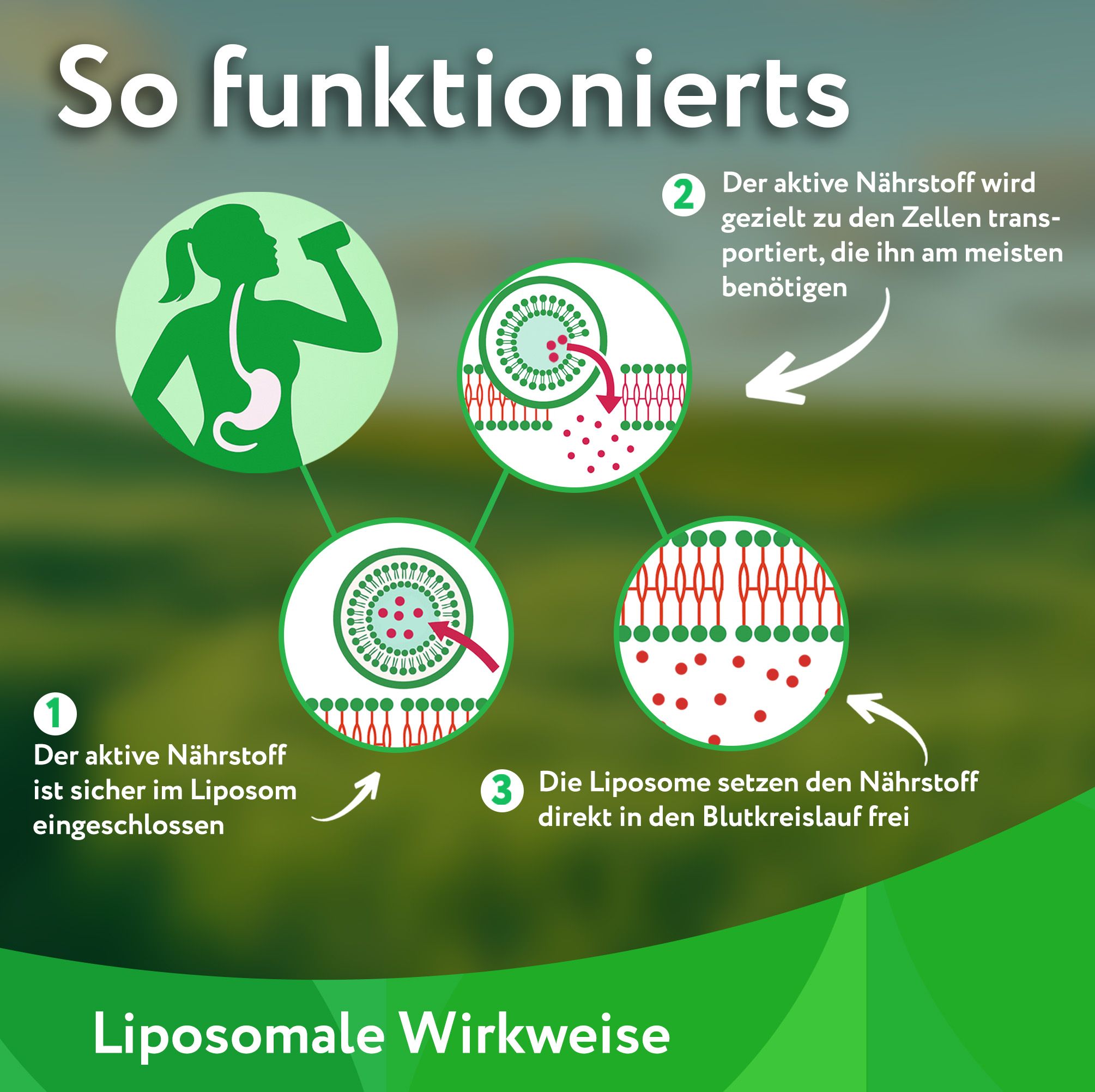 Grafische Darstellung. Liposomale Wirkweise. Text: Der aktive Nährstoff ist sicher im Liposom eingeschlossen, wird gezielt zu den Zellen transportiert, setzt den Nährstoff frei. Logo: Vitabay.