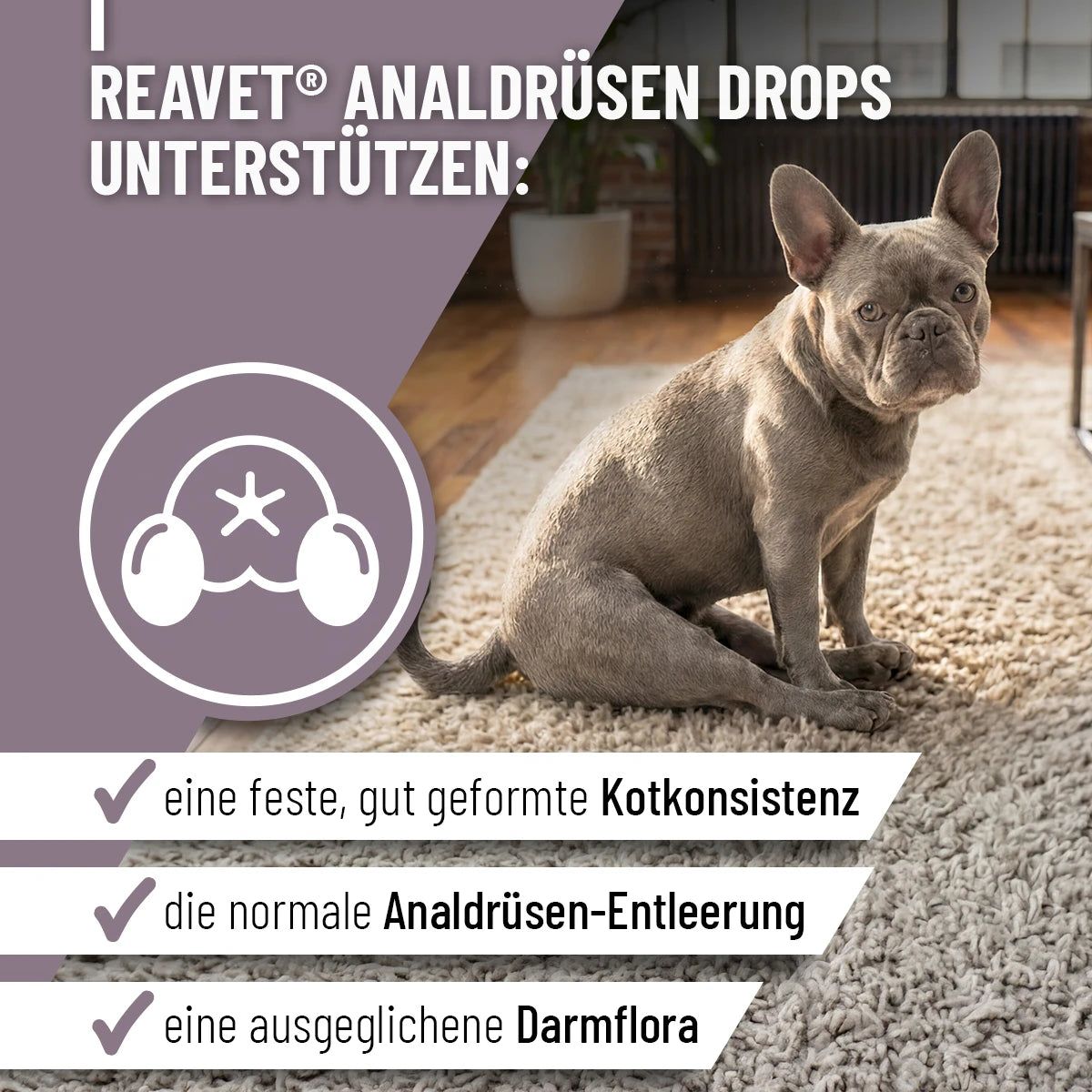 Hund sitzt auf Teppich. Text: ReaVET Analdrüsen Drops. Unterstützt feste Kotkonsistenz, normale Analdrüsen-Entleerung, ausgeglichene Darmflora.