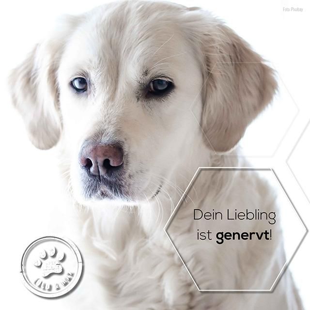 Weißer Hund mit blauem Augen. Logo von Lolo & Max.