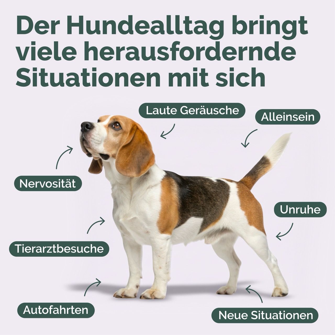 Ein Beagle-Hund mit Pfeilen, die auf 'Nervosität', 'Tierarztbesuche', 'Autofahrten', 'Laute Geräusche', 'Alleinsein', 'Unruhe' und 'Neue Situationen' zeigen.