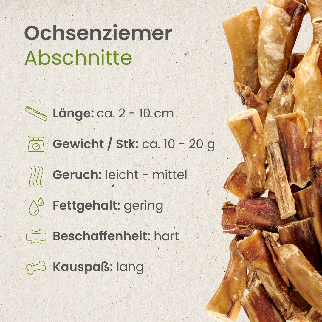 Fünf Ochsenziemer auf weißem Hintergrund.