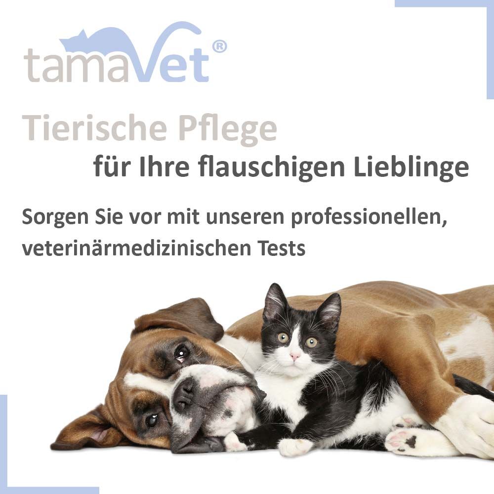 Werbebild mit Hund und Katze. Text: Tierische Pflege für Ihre flauschigen Lieblinge. Sorgen Sie vor mit unseren Tests.