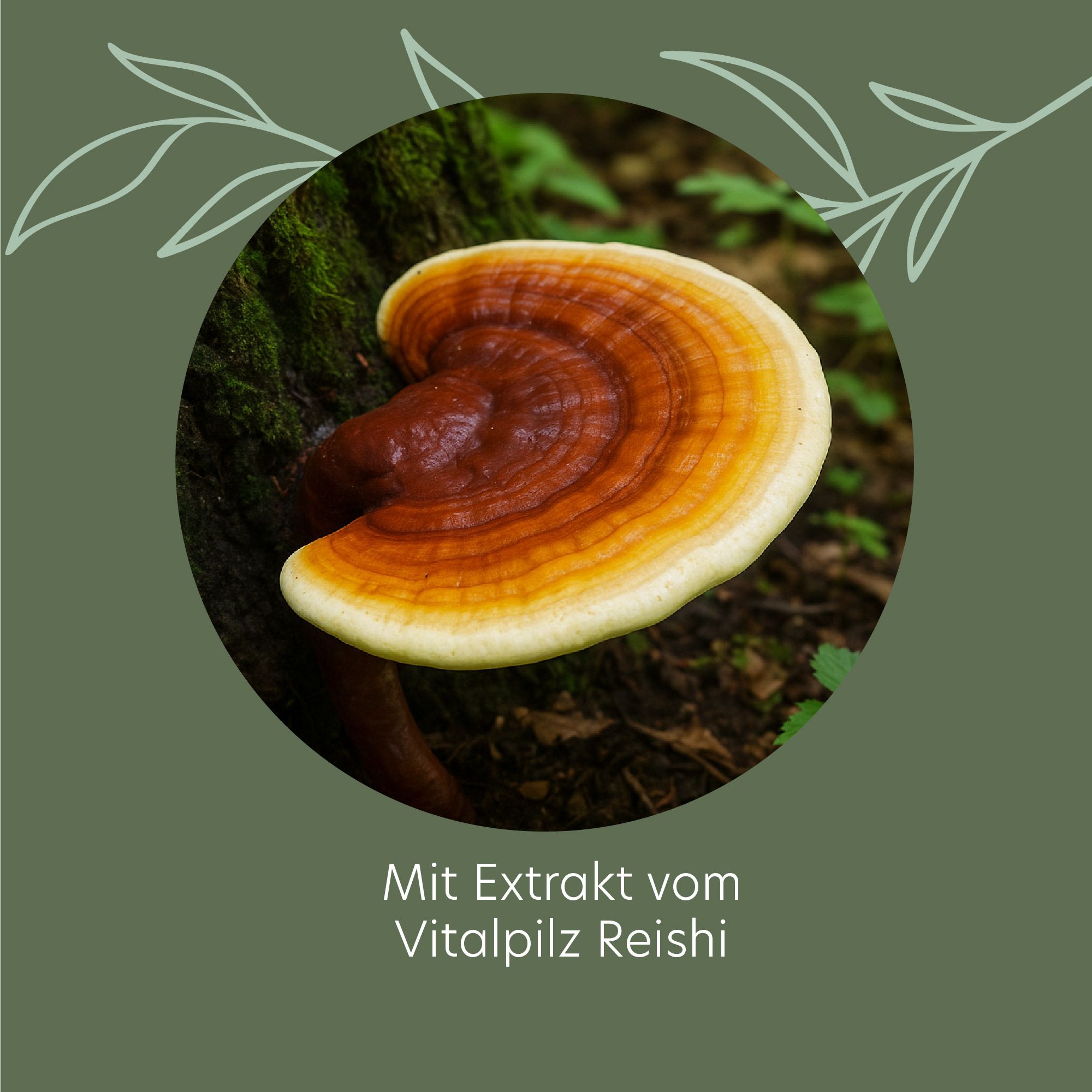 Braune Flasche mit grüner Aufschrift: ROOTS OF NATURE, Reishi Vitalpilzextrakt. Aufschrift: Blutgefäße, Zellschutz, Energie. Vegan, laktosefrei, glutenfrei.