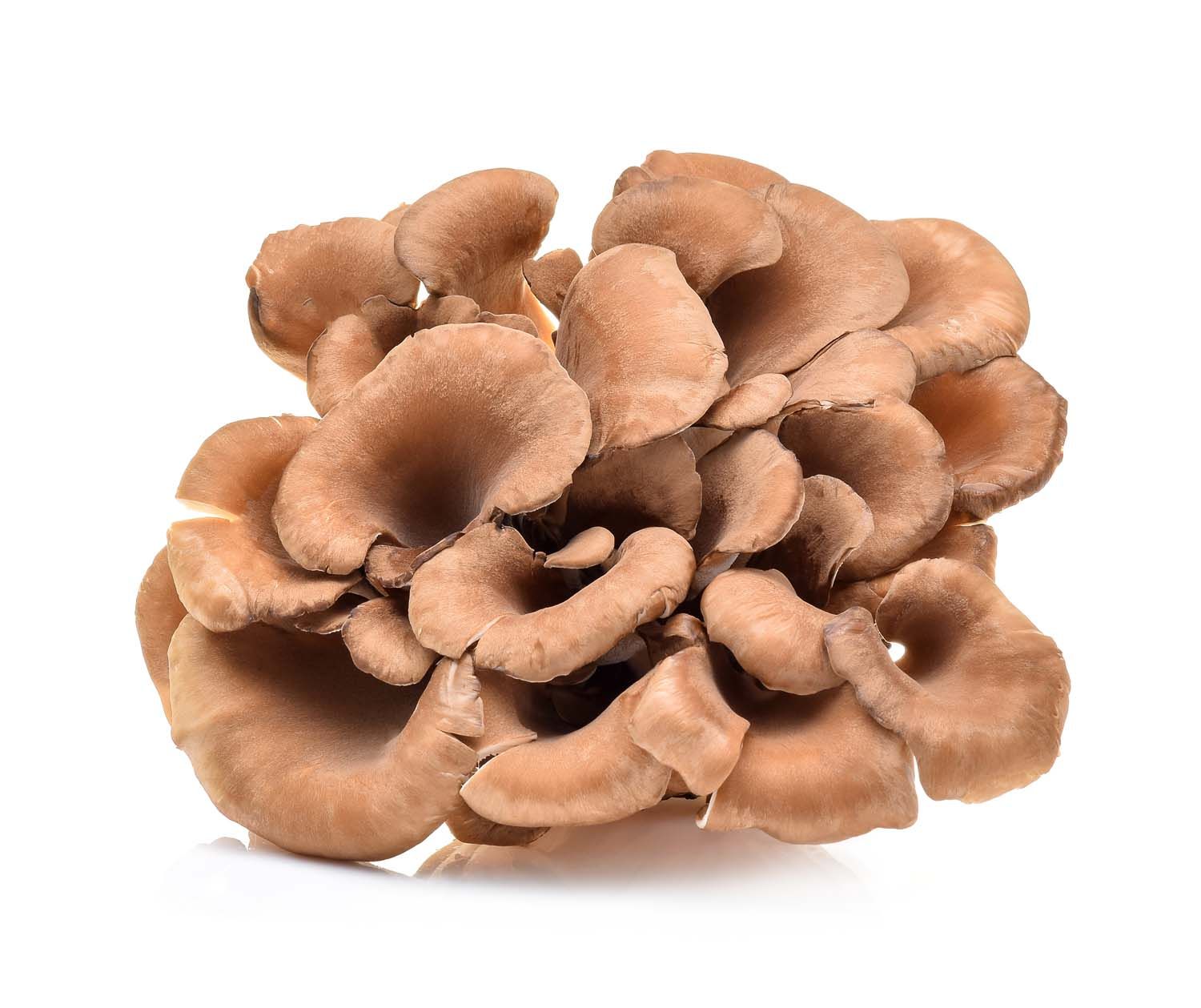 Pilze Wohlrab - Maitake BIO Pulver